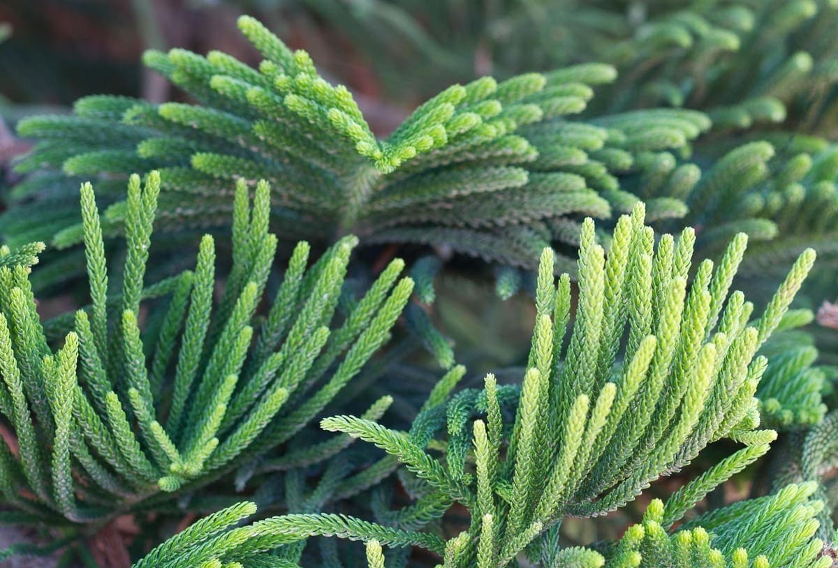 Norfolk Island pine