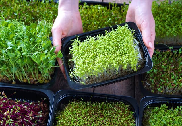 Microgreens: Great benefits in small sprouts