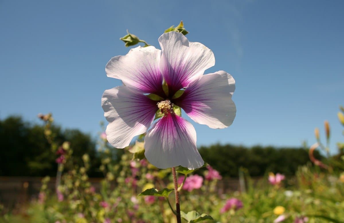 Tree mallow