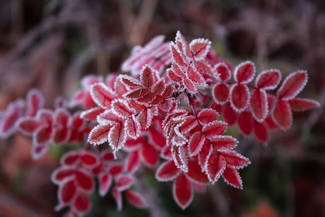 Don't give up on your frozen plants: Tips for recovery