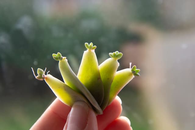 Mastering the art of succulent propagation