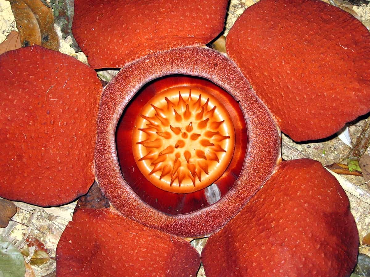 Rafflesia kerrii