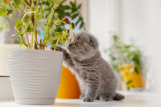 7 plants that are toxic to cats (Pt. 2)