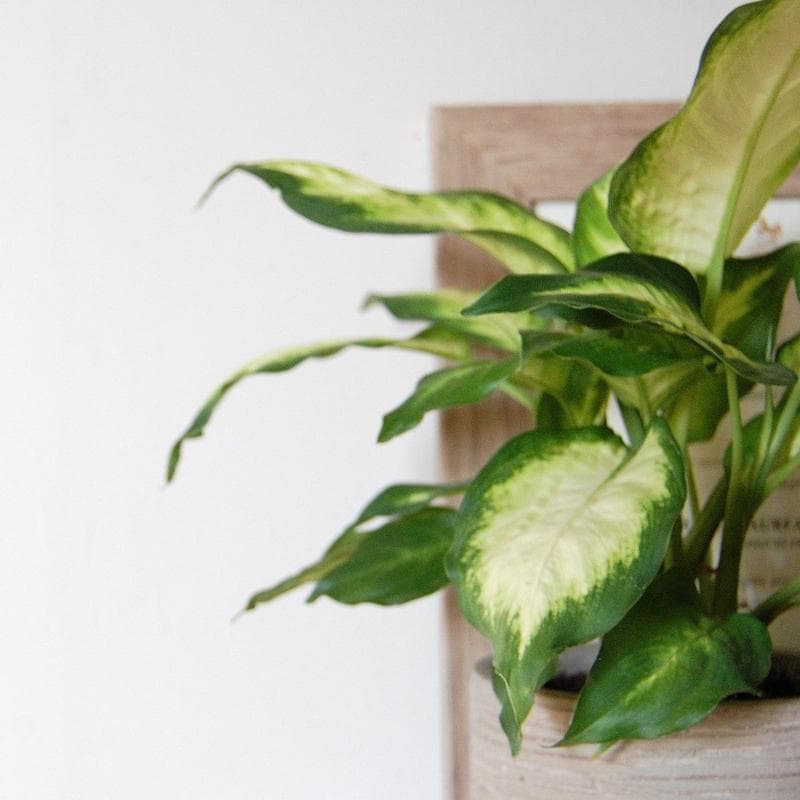 Dumb cane 'Camille'