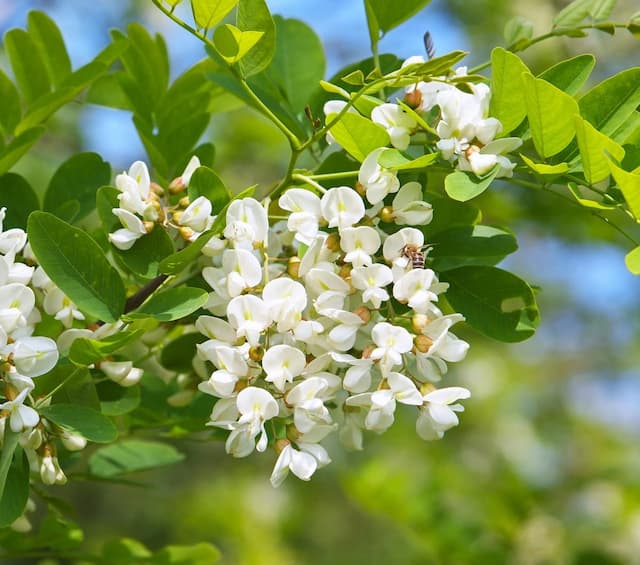 Black locust