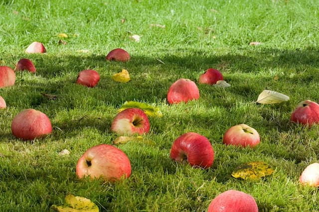 Giving fallen fruit a second life