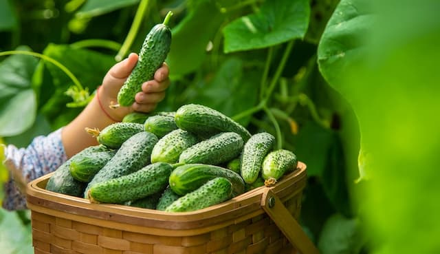 Don't let cucumber growing get you down: Tips for success