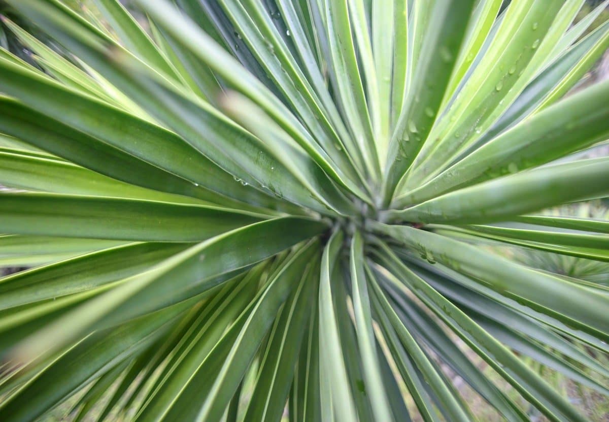 Aloe yucca