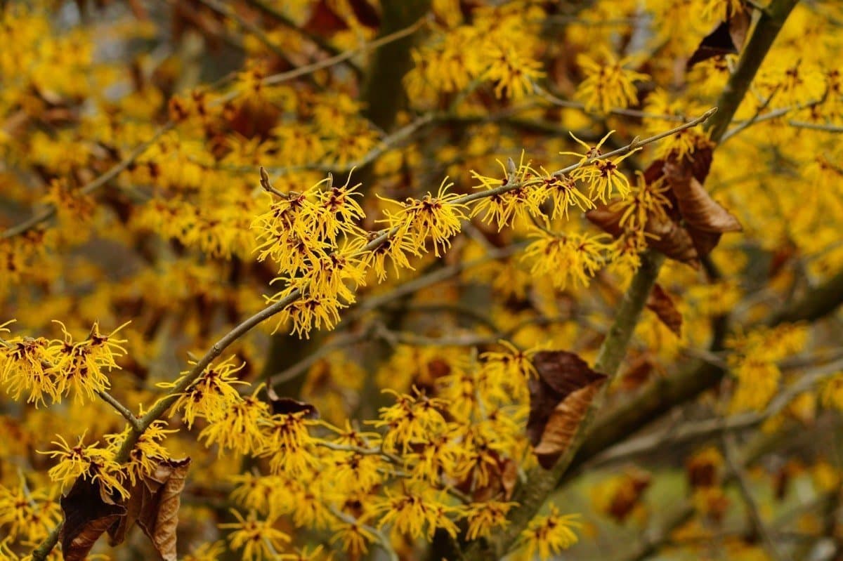 American witch-hazel