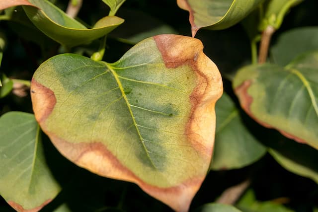 How do I know if my plant is suffering from an excess of lighting?