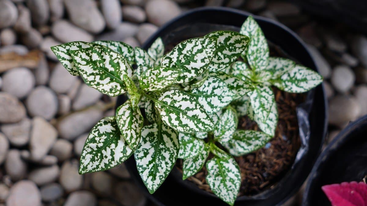 polka dot plant