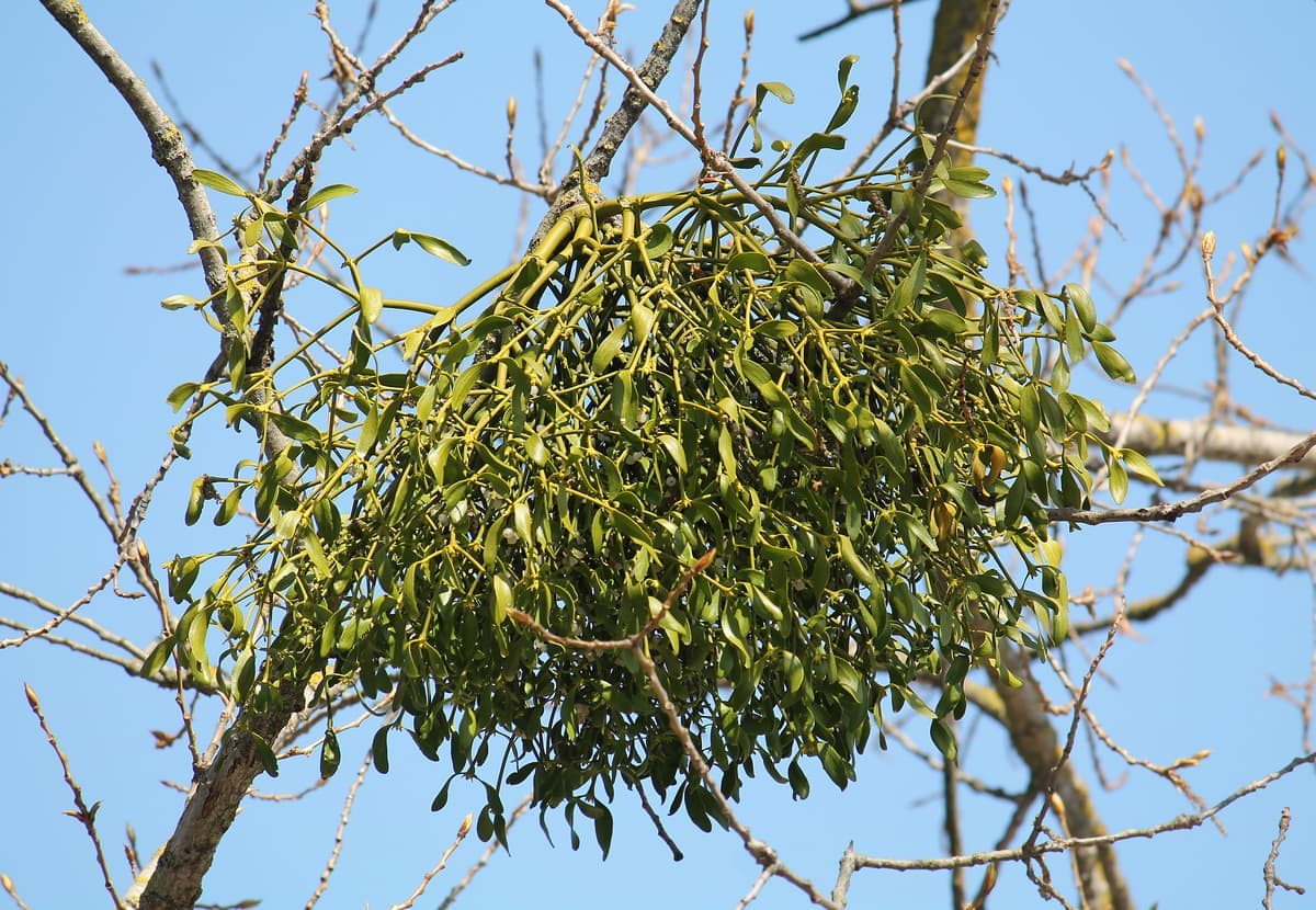 Mistletoe