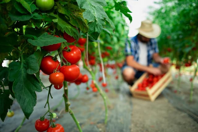 From seed to plate. Tomato grower's guide from A to Z