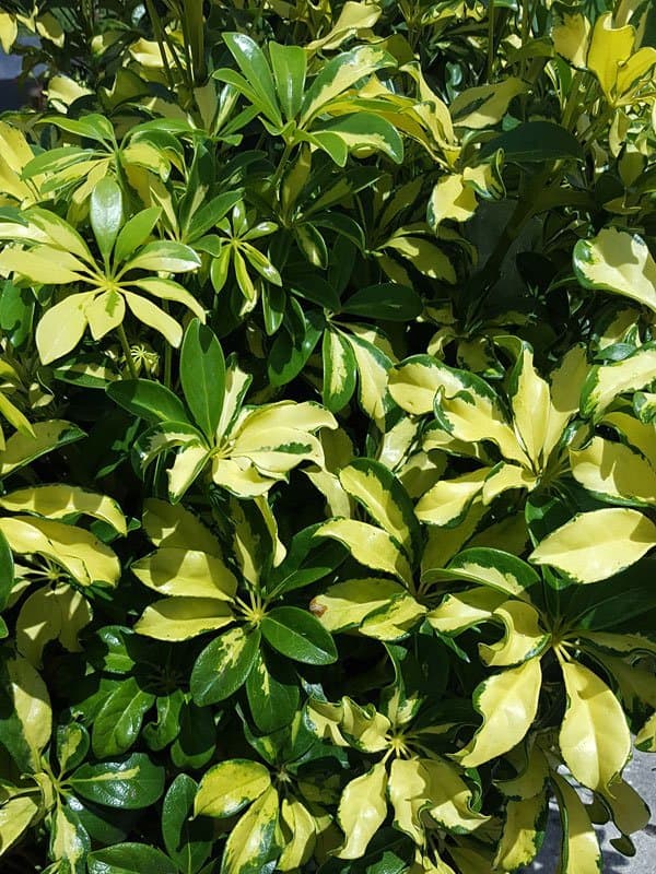 Umbrella tree 'Gold Capella'