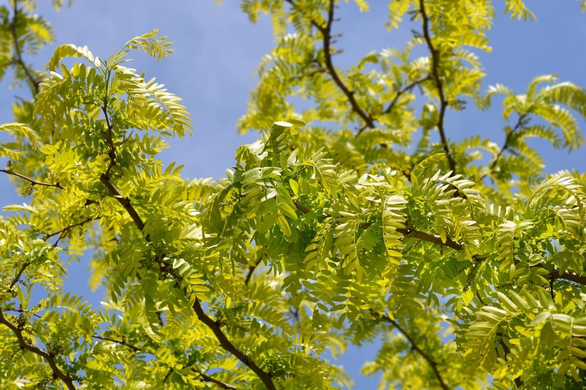 Honey locust 'Sunburst'