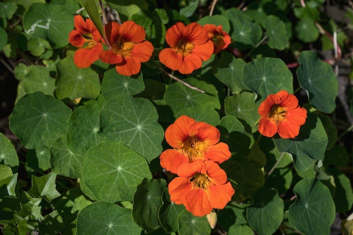 Nasturtium