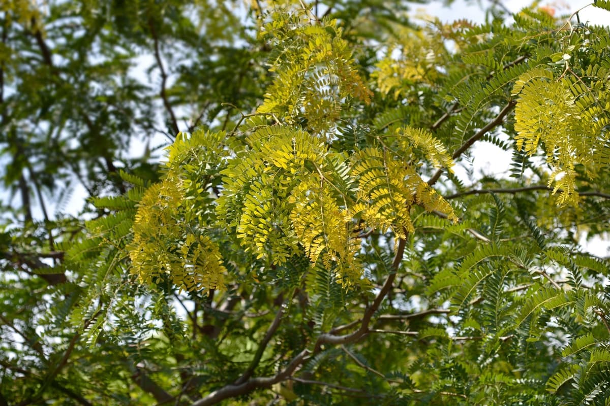 Honey locust 'Sunburst'