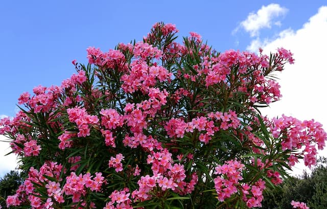 Oleander