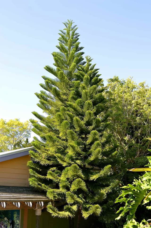 Norfolk Island pine