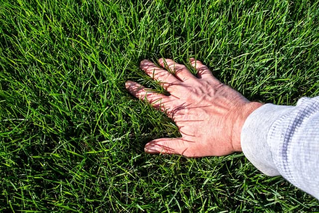 The key principles of an easy-care lawn