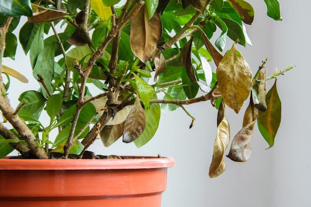 How do I know if a plant is suffering from improper temperatures?