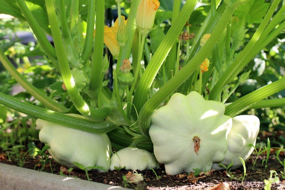 Pattypan squash