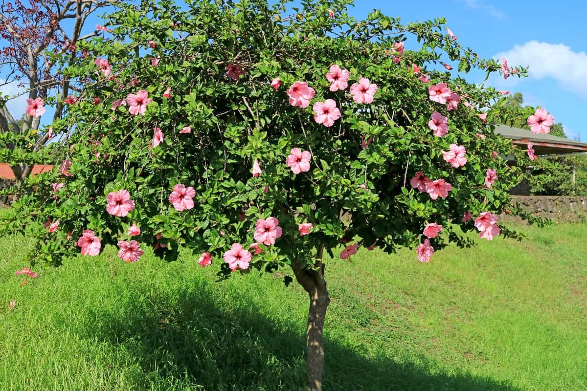 Common Hibiscus