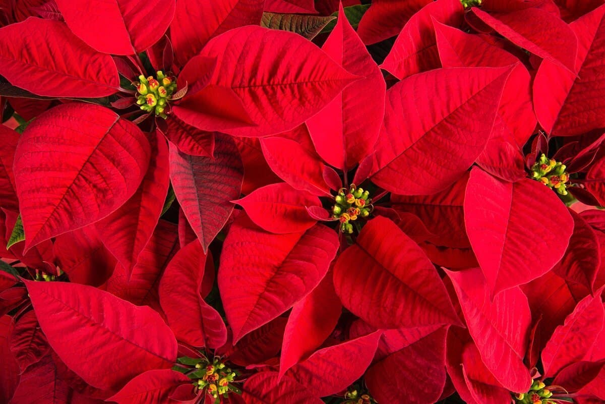 Poinsettia