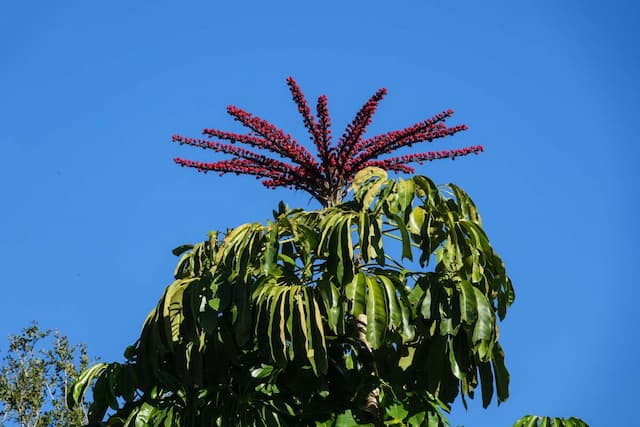 Australia umbrella tree