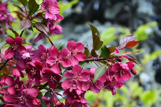 Crab apple 'Royalty'