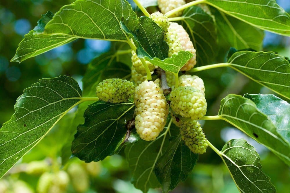 White mulberry