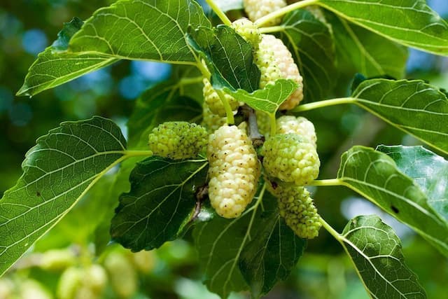 White mulberry