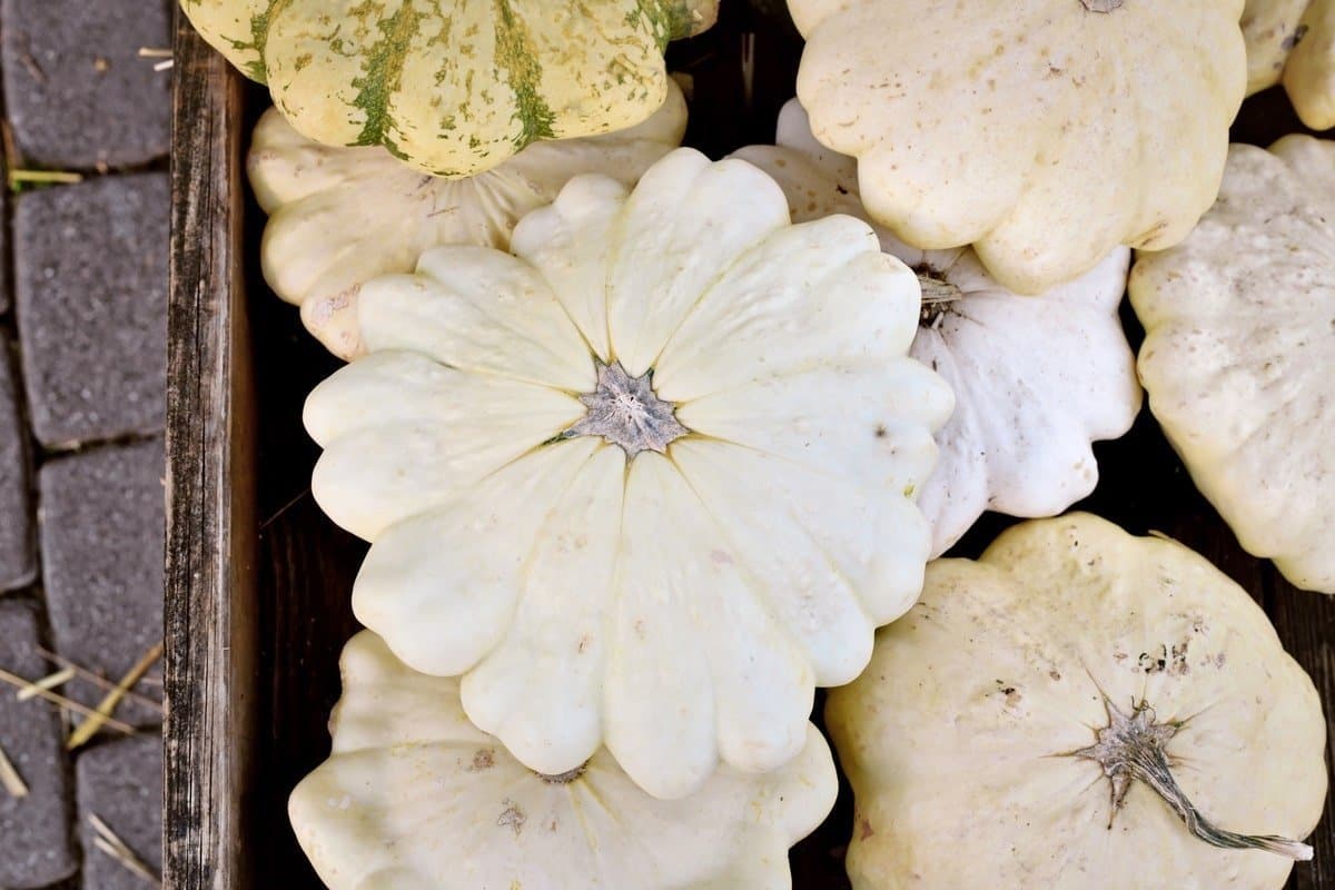 Pattypan squash