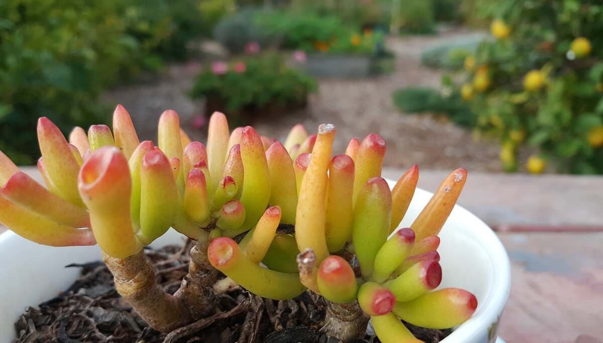 Jade plant 'Gollum'