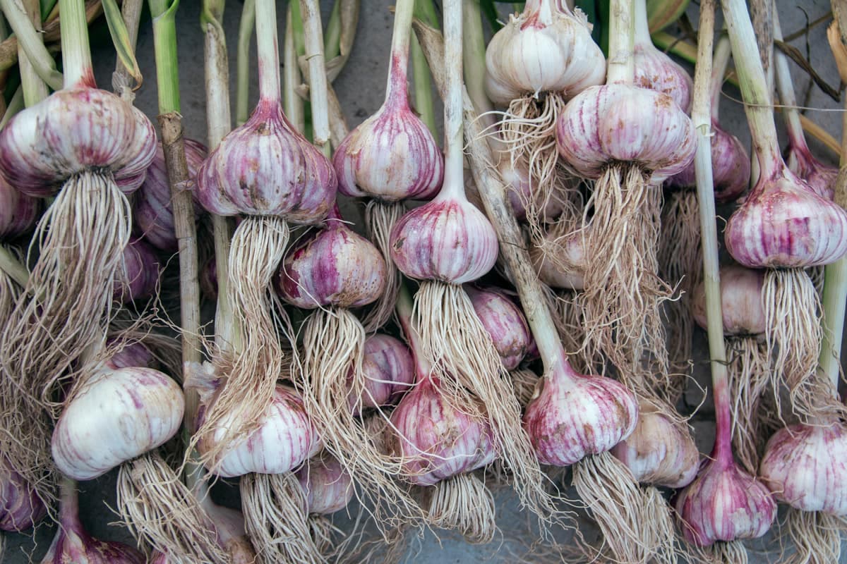 Garlic