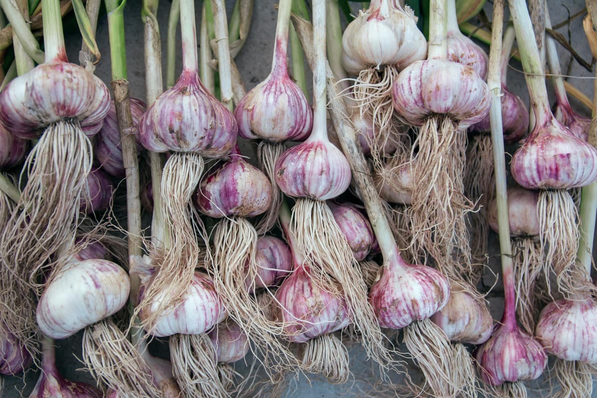 Garlic