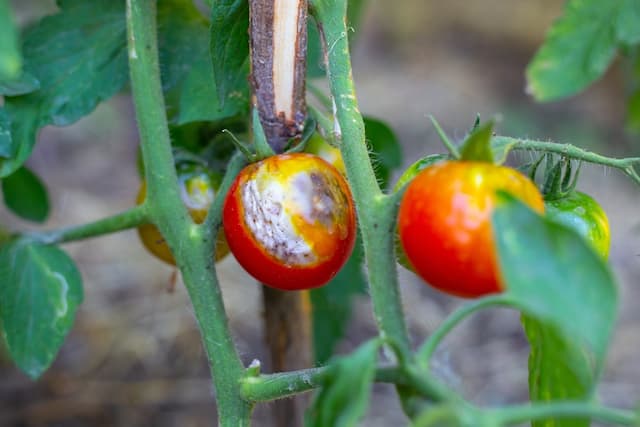 Determining the most popular tomato diseases