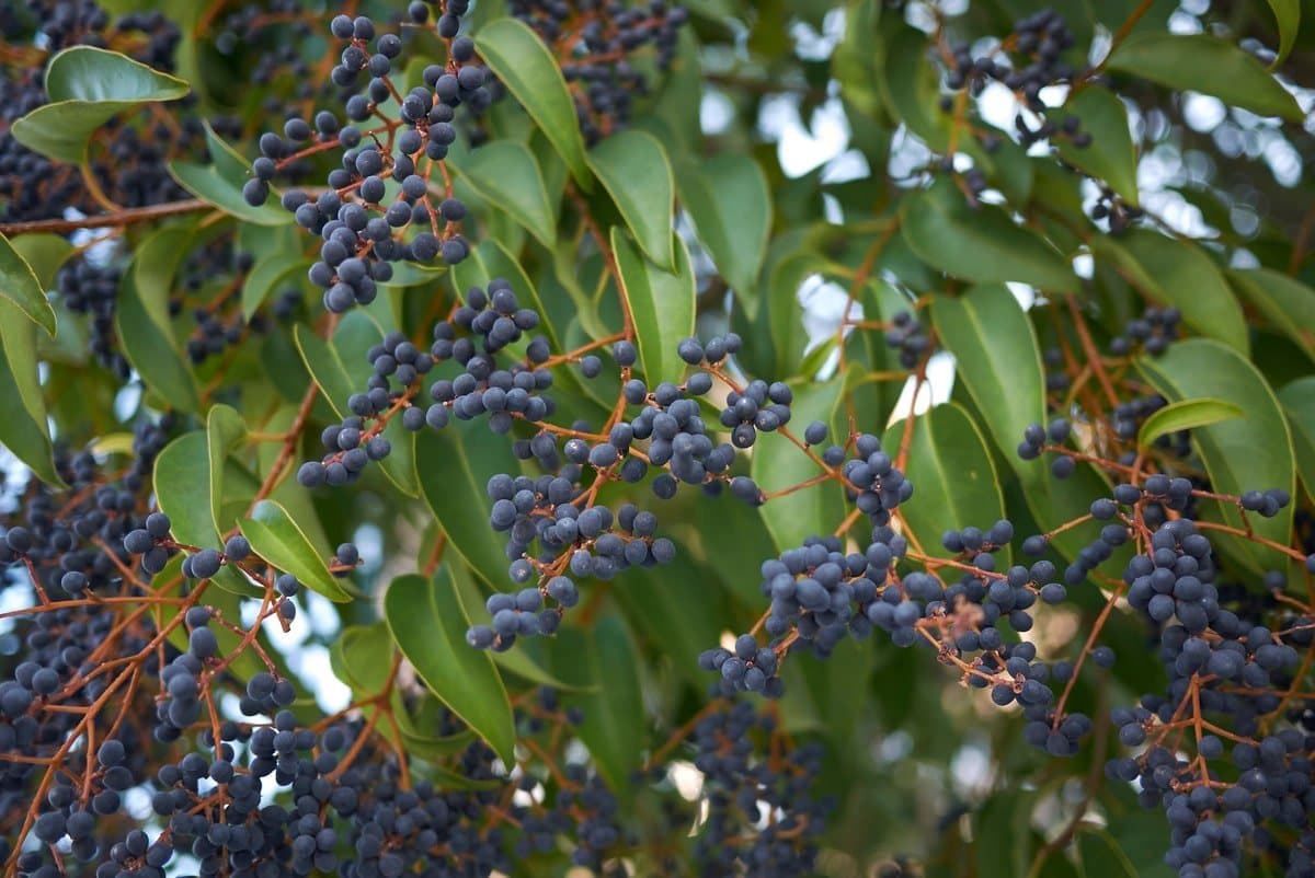 Tree privet