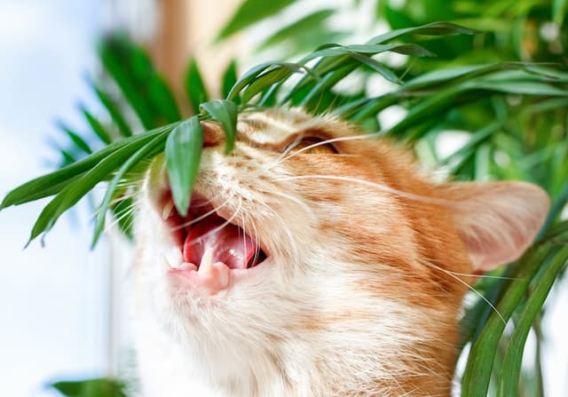 Feline-friendly flora: 6 gorgeous and safe houseplants