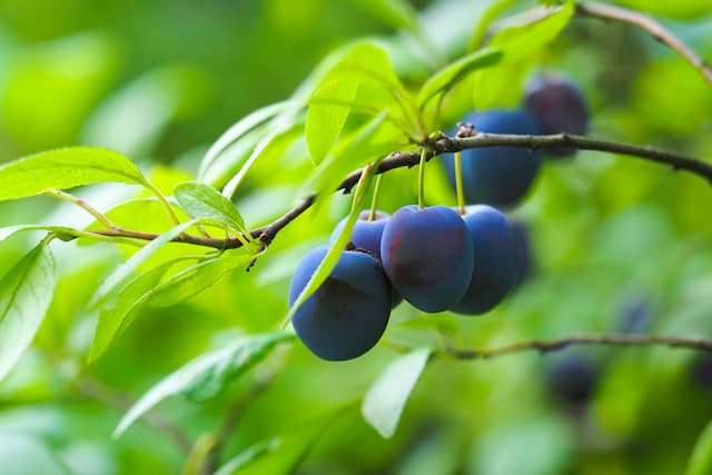 Damson 'Prune Damson'