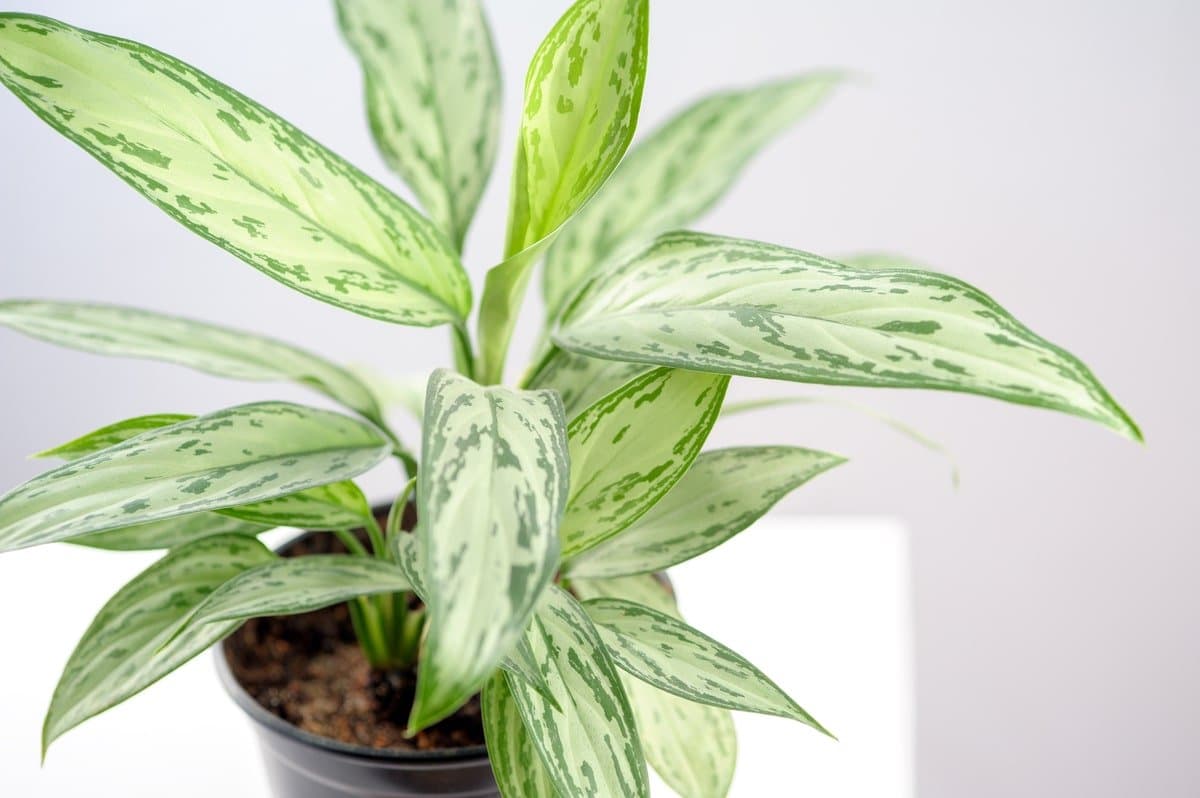 Chinese evergreen 'Silver Queen'