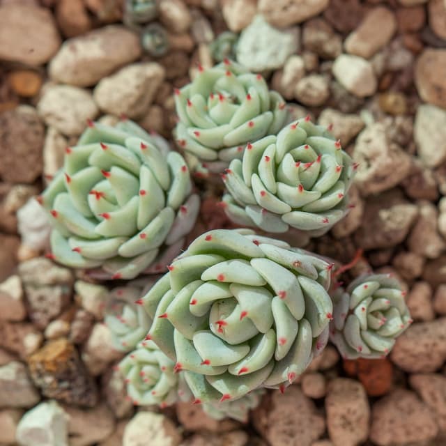 Miniature echeveria