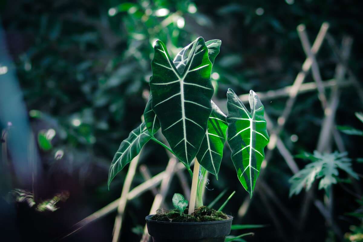 Amazonian elephant's ear