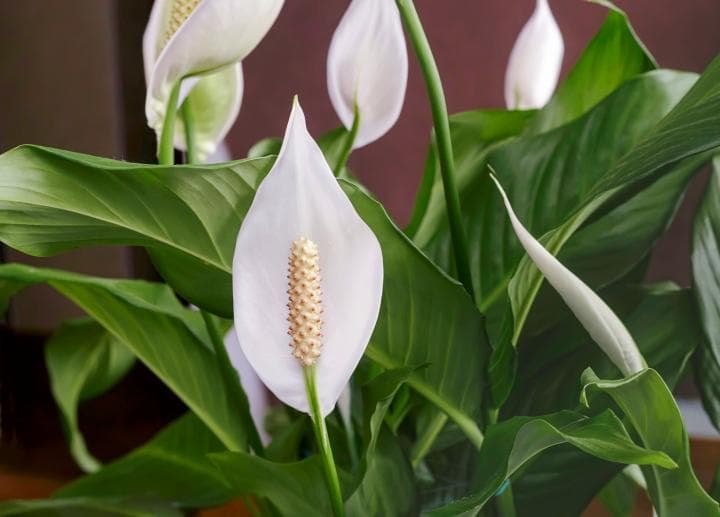 Peace lily