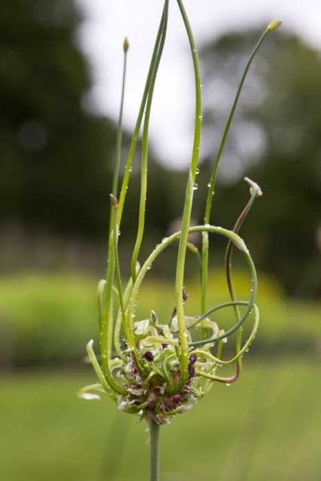 Allium 'Bizar'