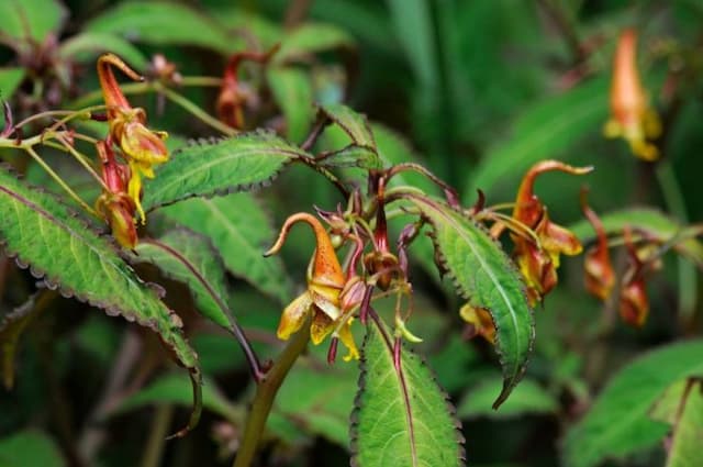 Narrow-flowered balsam