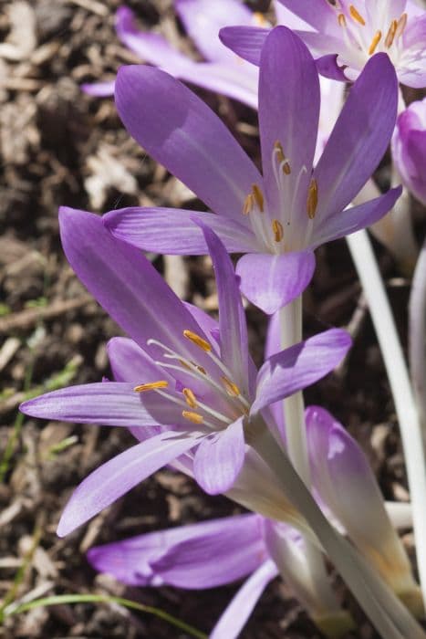 Cilician meadow saffron