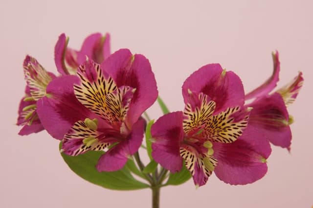 Peruvian lily 'Christine Marsh'