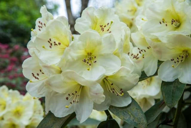 Rhododendron 'Cool Haven'