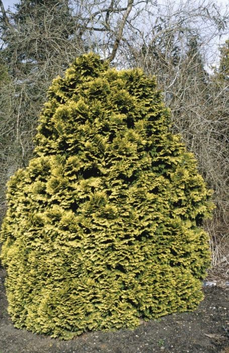 Lawson's cypress 'Aurea Densa'